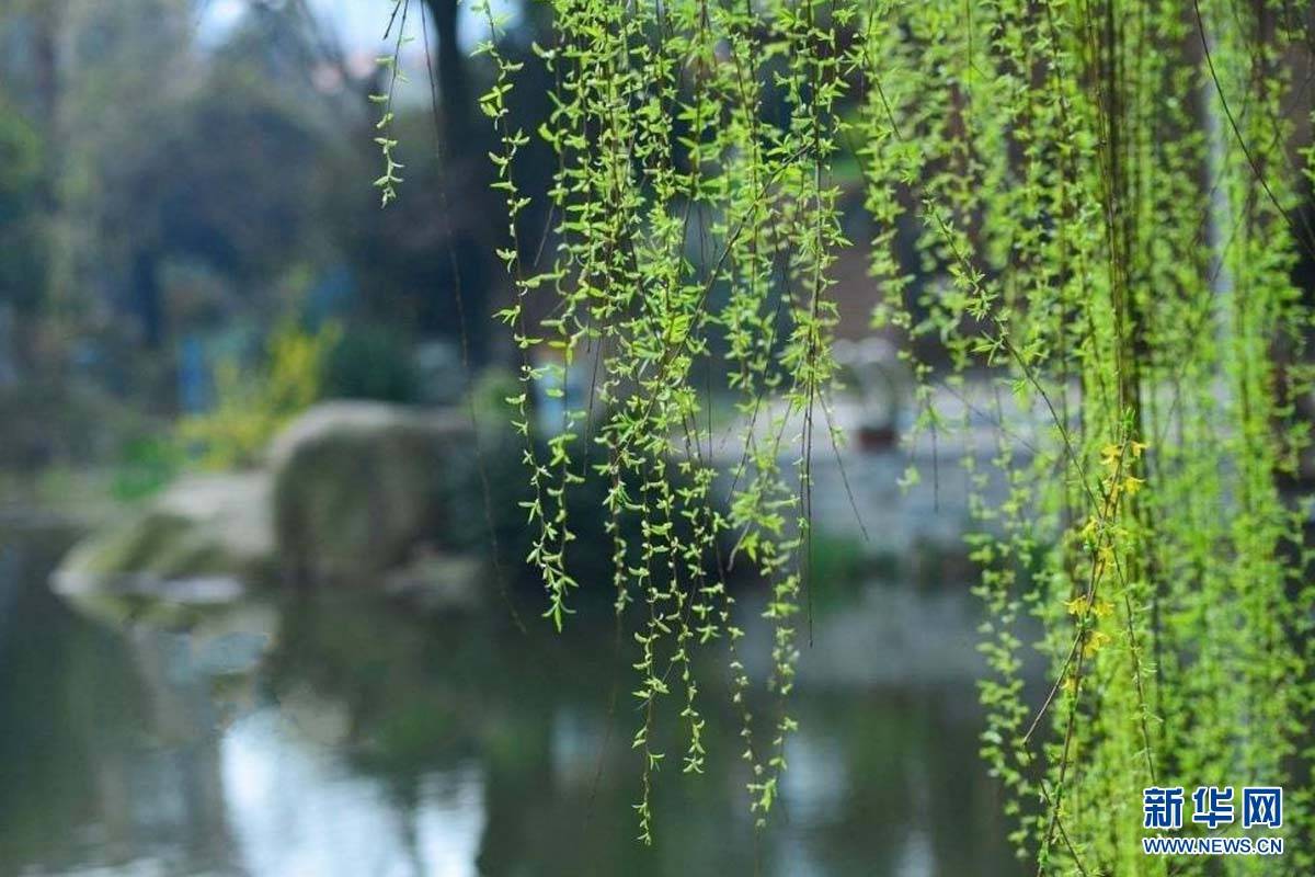 在河北遇见春天