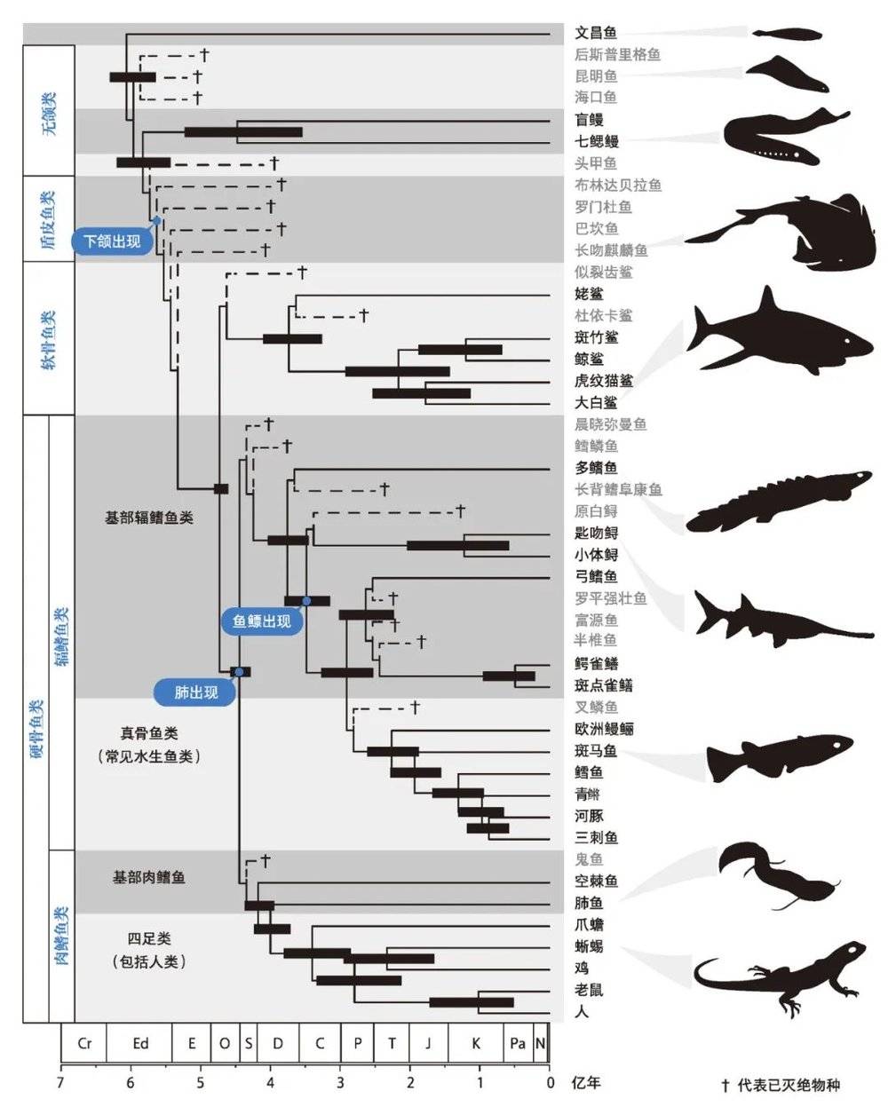 人类是从鱼演变而来的?