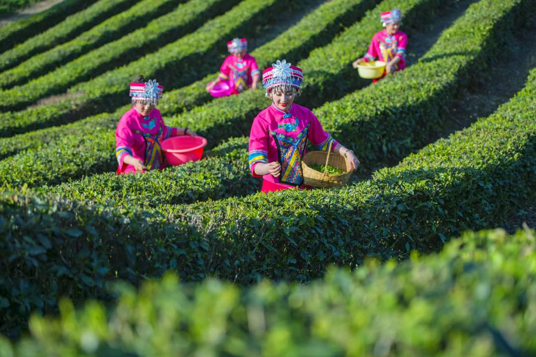 恩施特色农产品插上了"云翅膀"|恩施土家族苗族自治州_新浪财经_新浪