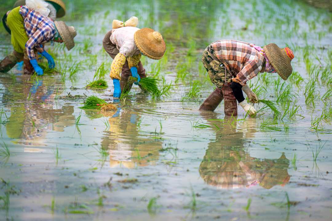 【"中国银行杯"全国经济新闻摄影作品】海南三亚:稻菜接茬种 一田生多