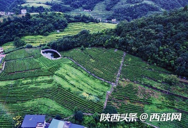 安康市白河县卡子镇万亩茶园吐新绿