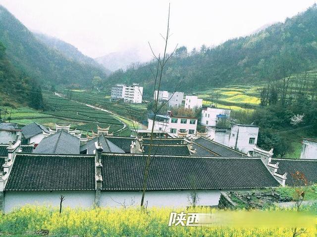 安康市白河县卡子镇:万亩茶园吐新绿|安康市_新浪财经_新浪网