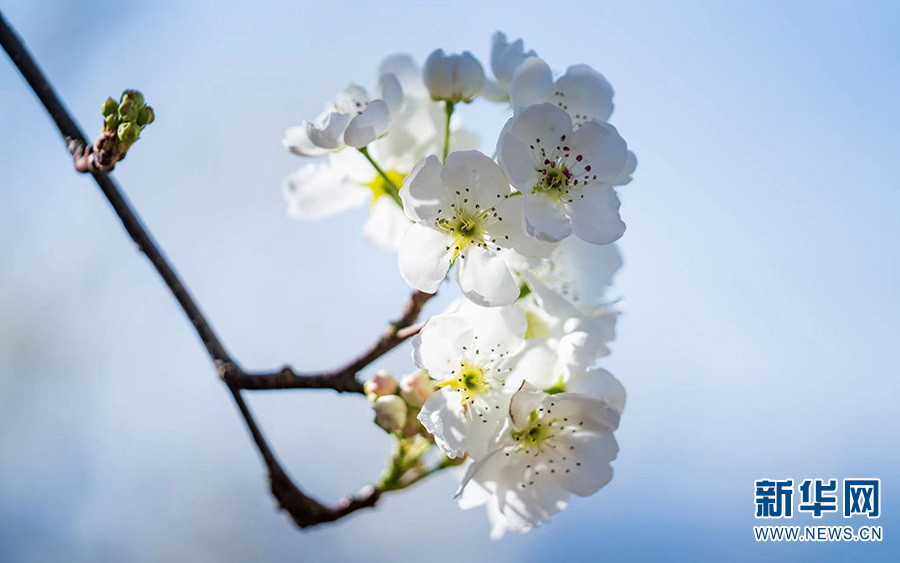 梨花盛开（摄于3月20日）。新华网发（彭雷 摄）