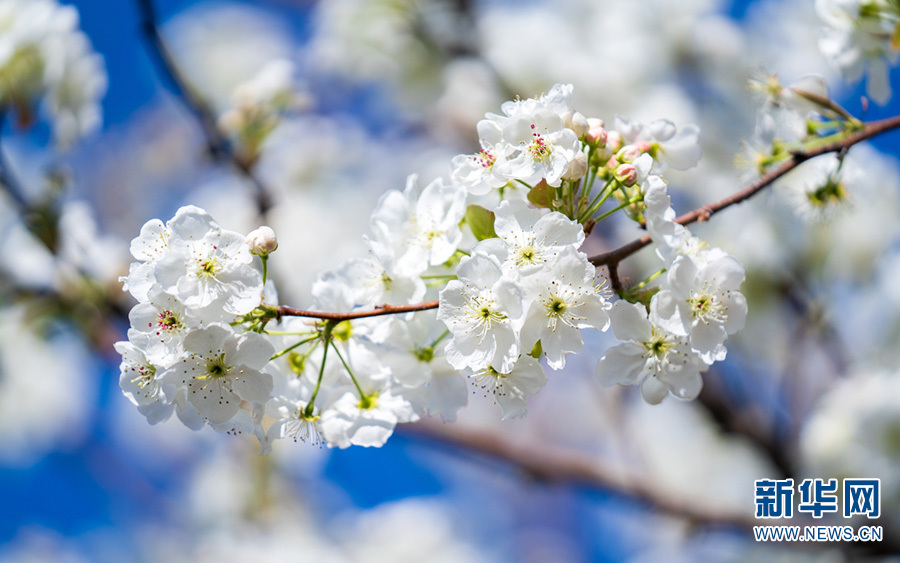 梨花盛开（摄于3月20日）。新华网发（李星 摄）