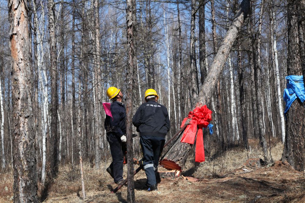 7年前，内蒙古大兴安岭林区伐倒最后一棵松树。（受访者供图）