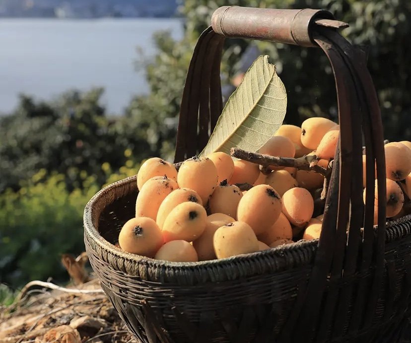 　　(酸甜浓厚的蒙自枇杷)