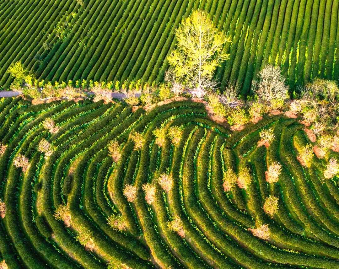 福建省武夷山市星村镇燕子窠生态茶园鲜花斗艳,春色满园.丁李青 摄