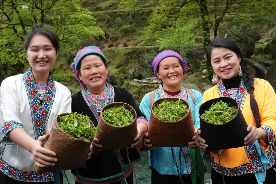 广西柳州市融水苗族自治县香粉乡中坪村,苗家女展示刚采摘的古树