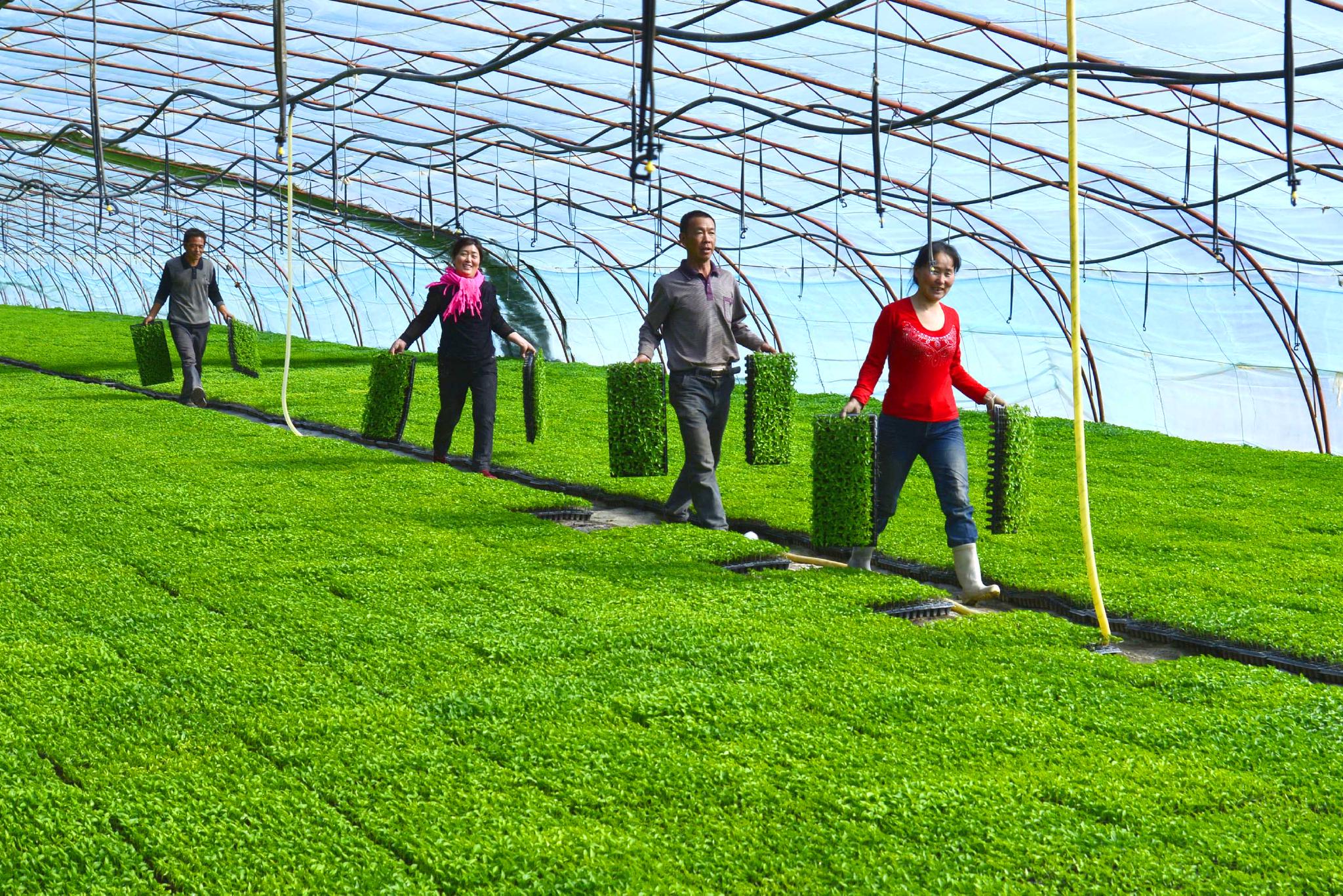 【"中国银行杯"全国经济新闻摄影作品】新疆铁门关:大棚育苗订购一空