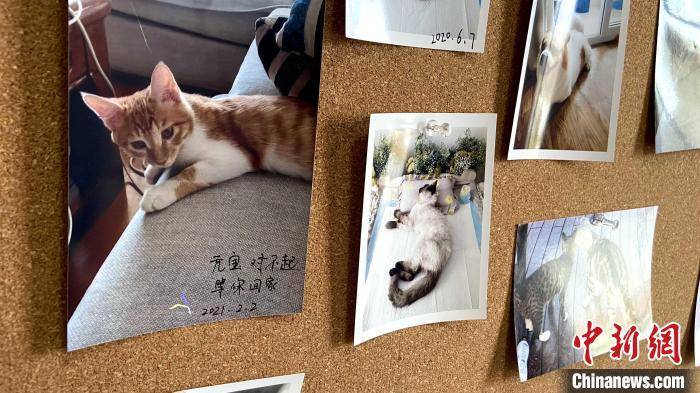 90后宠物殡葬师两年为600只宠物处理身后事在悲伤中见证温暖