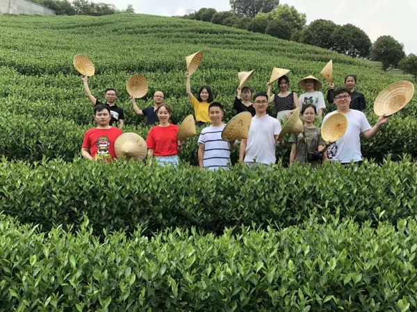 采茶体验活动.李云龙/摄