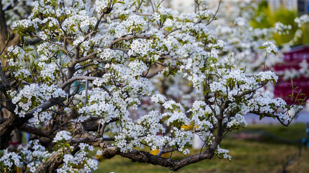 美新疆库尔勒的梨花开了