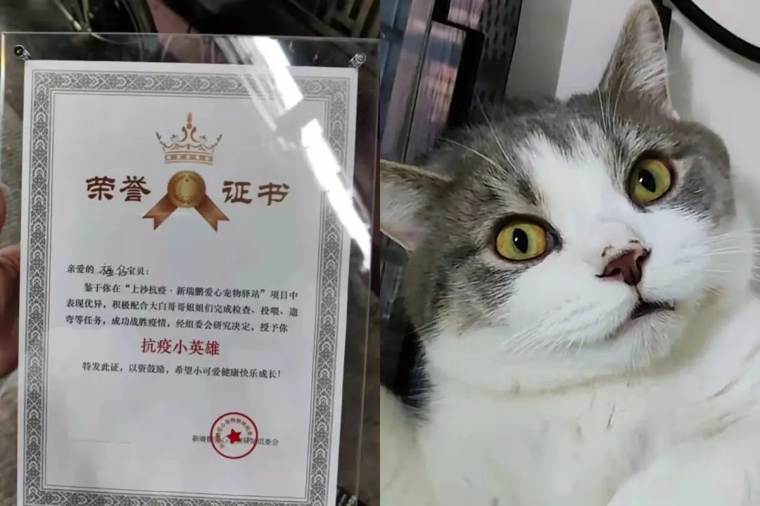 配合防控深圳猫咪获封抗疫小英雄