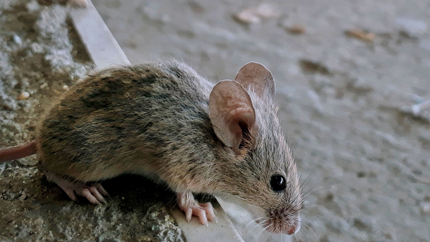 数百万老鼠来袭难倒巴黎市民它们现在连人都不躲了