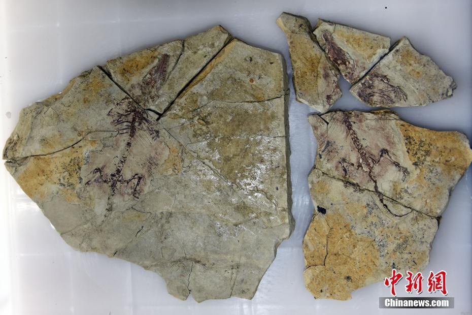 广西大化石被切开图片(广西现4亿年前化石)