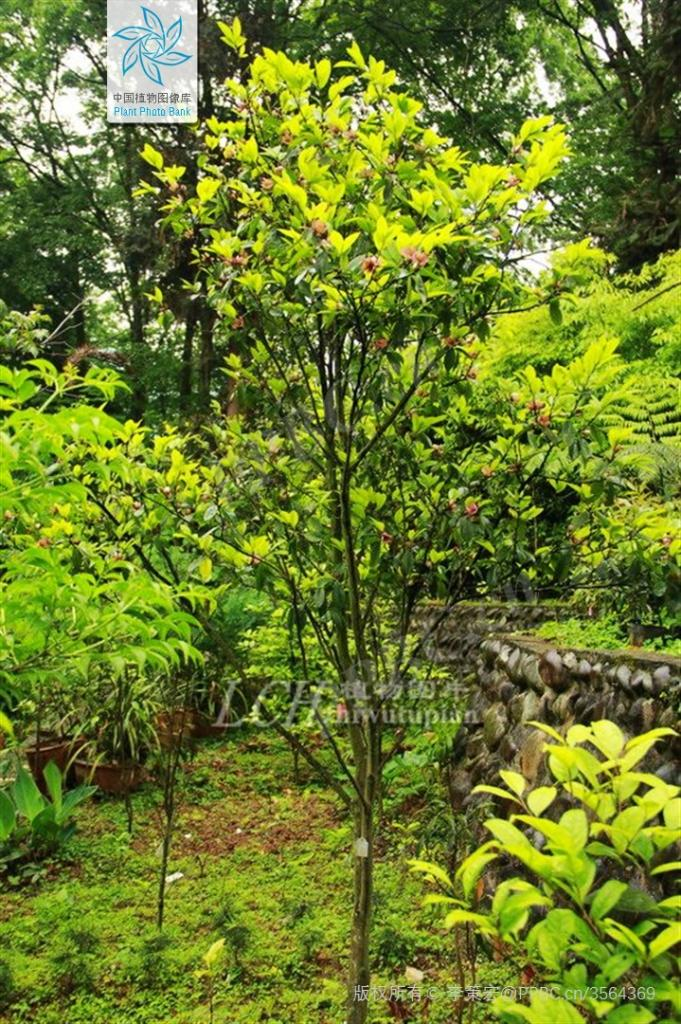 风含情花含笑丨花花万物