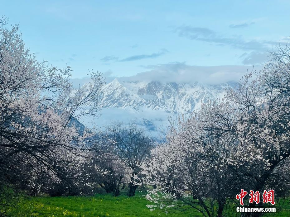 西藏林芝，桃花与南迦巴瓦峰。 冉文娟 摄