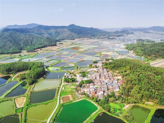 3万亩,高明荷城养殖池塘将迎来大变化|佛山市_新浪财经_新浪网