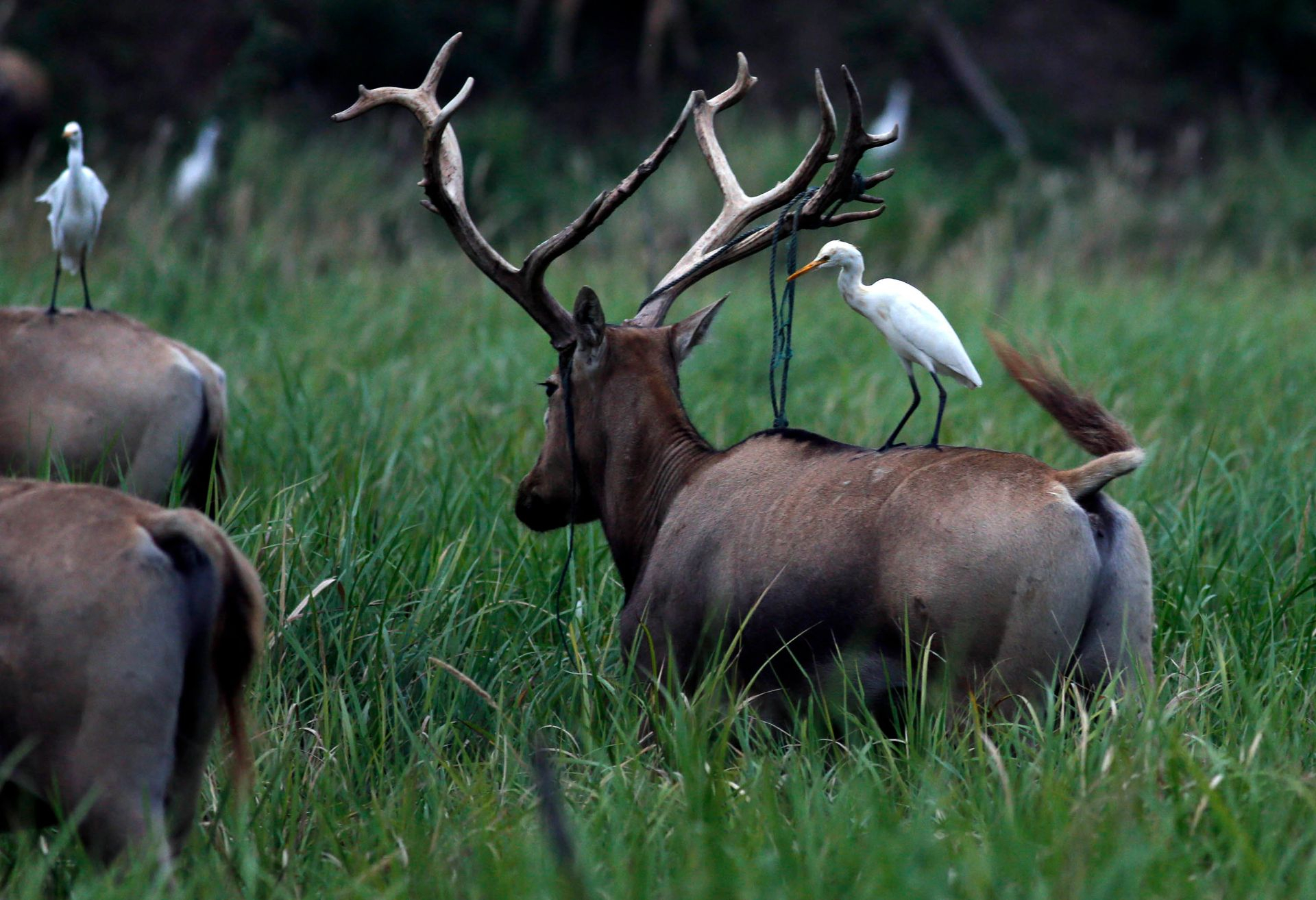 今天是国际珍稀动物保护日快来认识一下这些小可爱