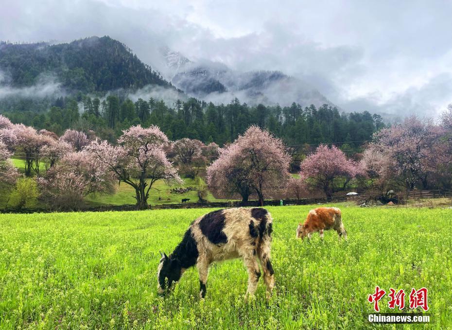 西藏林芝，桃花盛开。 冉文娟 摄