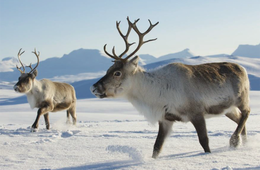 生活在北极圈的驯鹿图:《生命密码2》