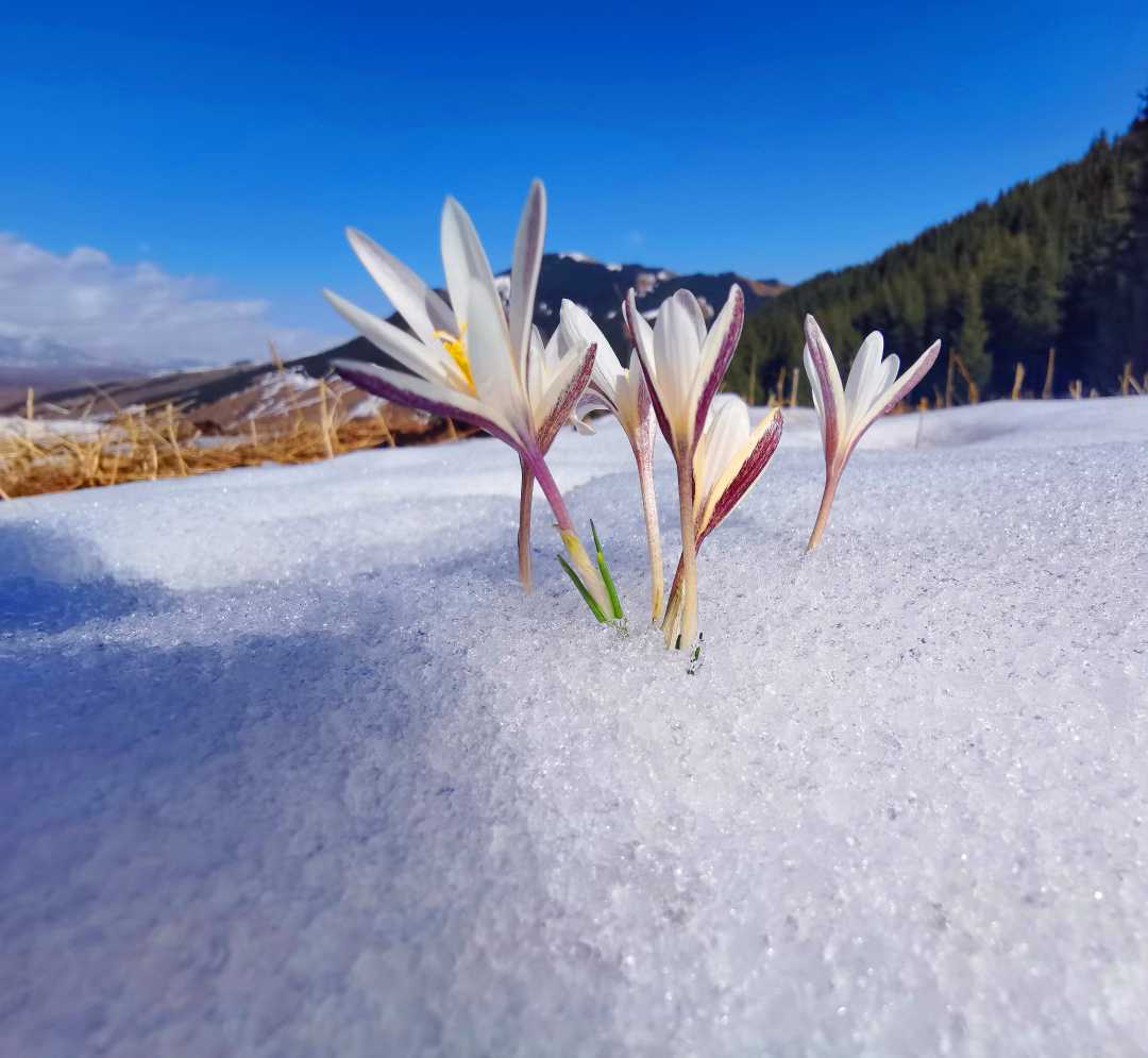 中国银行杯全国经济新闻摄影作品新疆昭苏百合在雪水中绽放