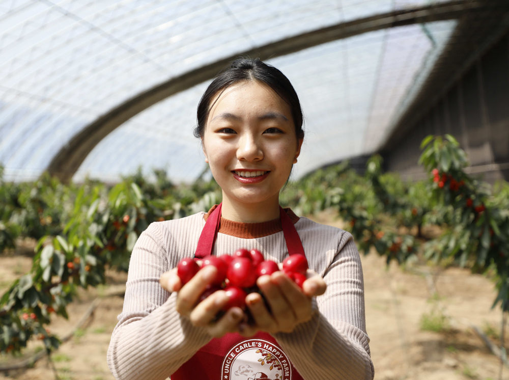 河北固安温室樱桃采摘忙