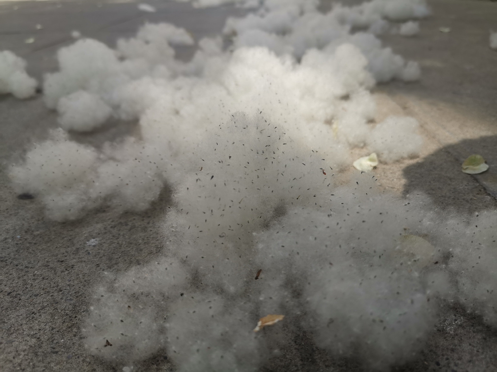 2021年4月,北京杨柳絮进入"爆发期"