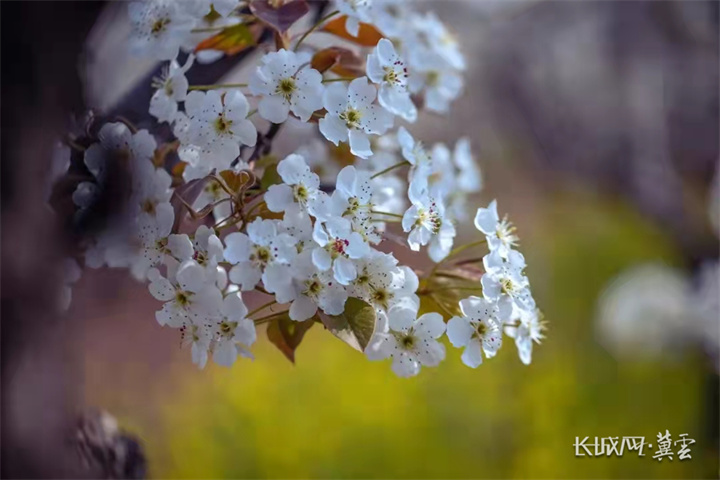 邯郸市魏县梨花吐蕊绽蕾,竞相盛开.魏县摄影家协会 王卫东 摄