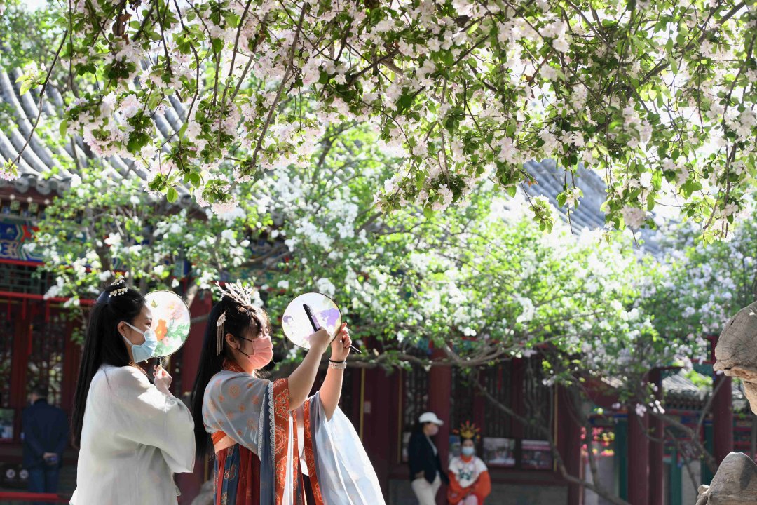 两个身着汉服的游客流连海棠花丛,不断拍下精彩的瞬间.焦敬力摄