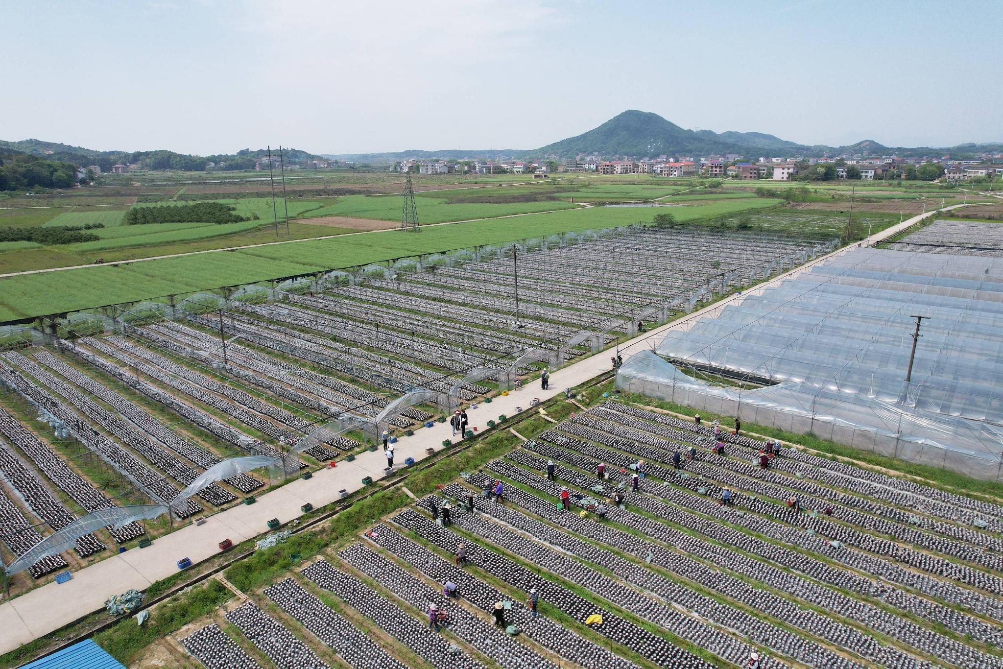 图:衡东县新塘镇潭泊村兆丰农业黑木耳种植基地的村民正在采摘黑木耳