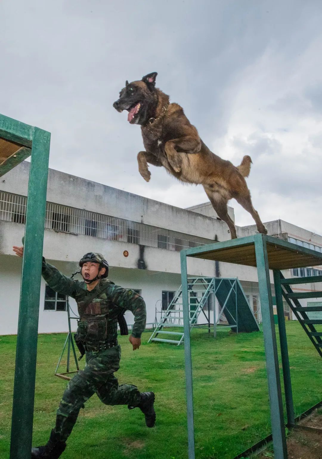 训导员警犬战斗力爆表
