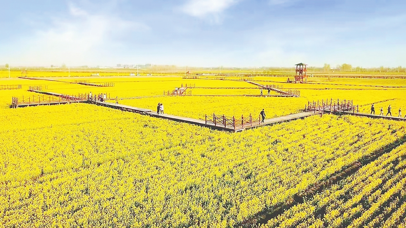安平县第六届油菜花鉴赏月开始了