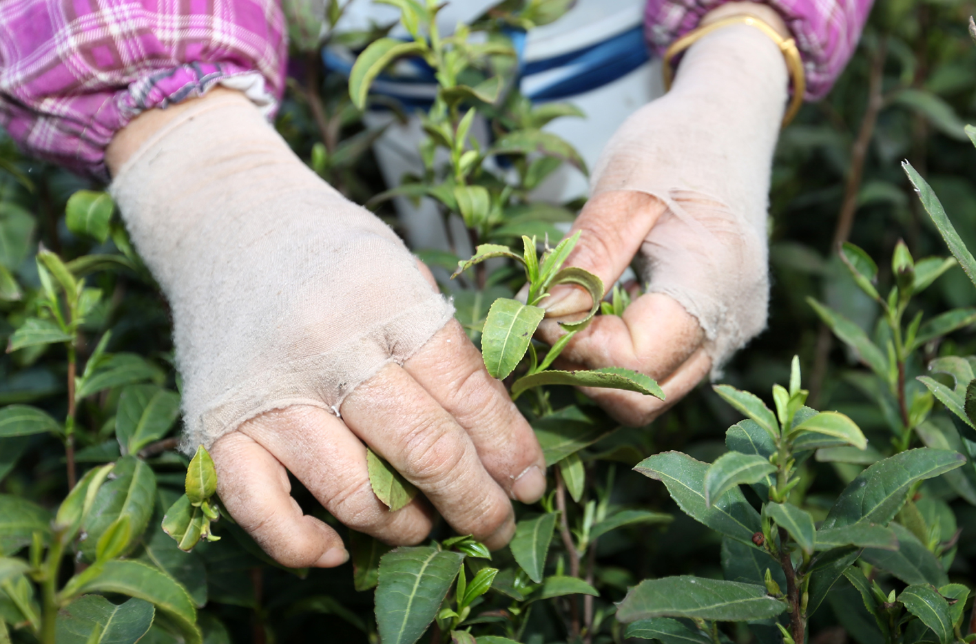 整形.茶农采摘茶叶.董辉 摄