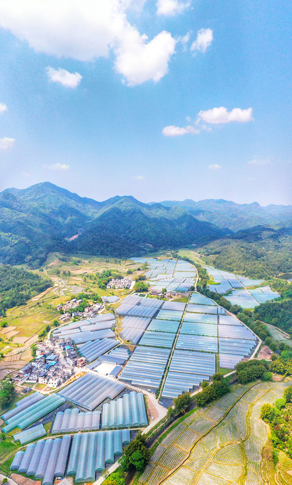 航拍全南县龙源坝镇自然之星蔬菜种植基地.尹其奇摄