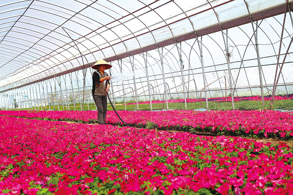 安徽省淮北市濉溪县引导农民因地制宜发展特色花卉产业