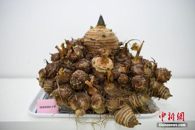 探访粮食安全压舱石湖南省农作物种质资源库