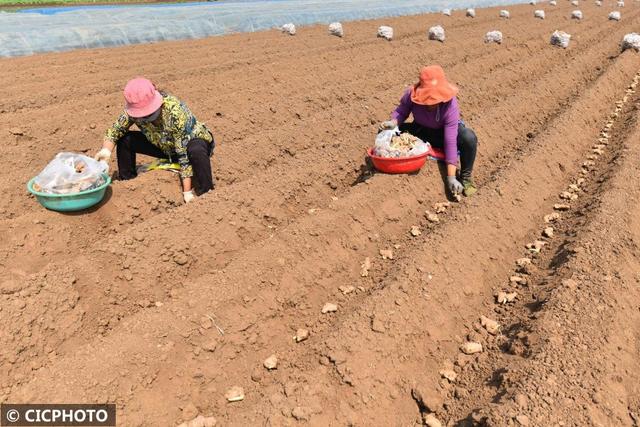 2022年4月8日,山东省青州市东夏镇西夏村村民在田间种植生姜.