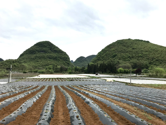 位于葡萄镇西岭村的葛根种植基地.阳朔县农业农村局供图