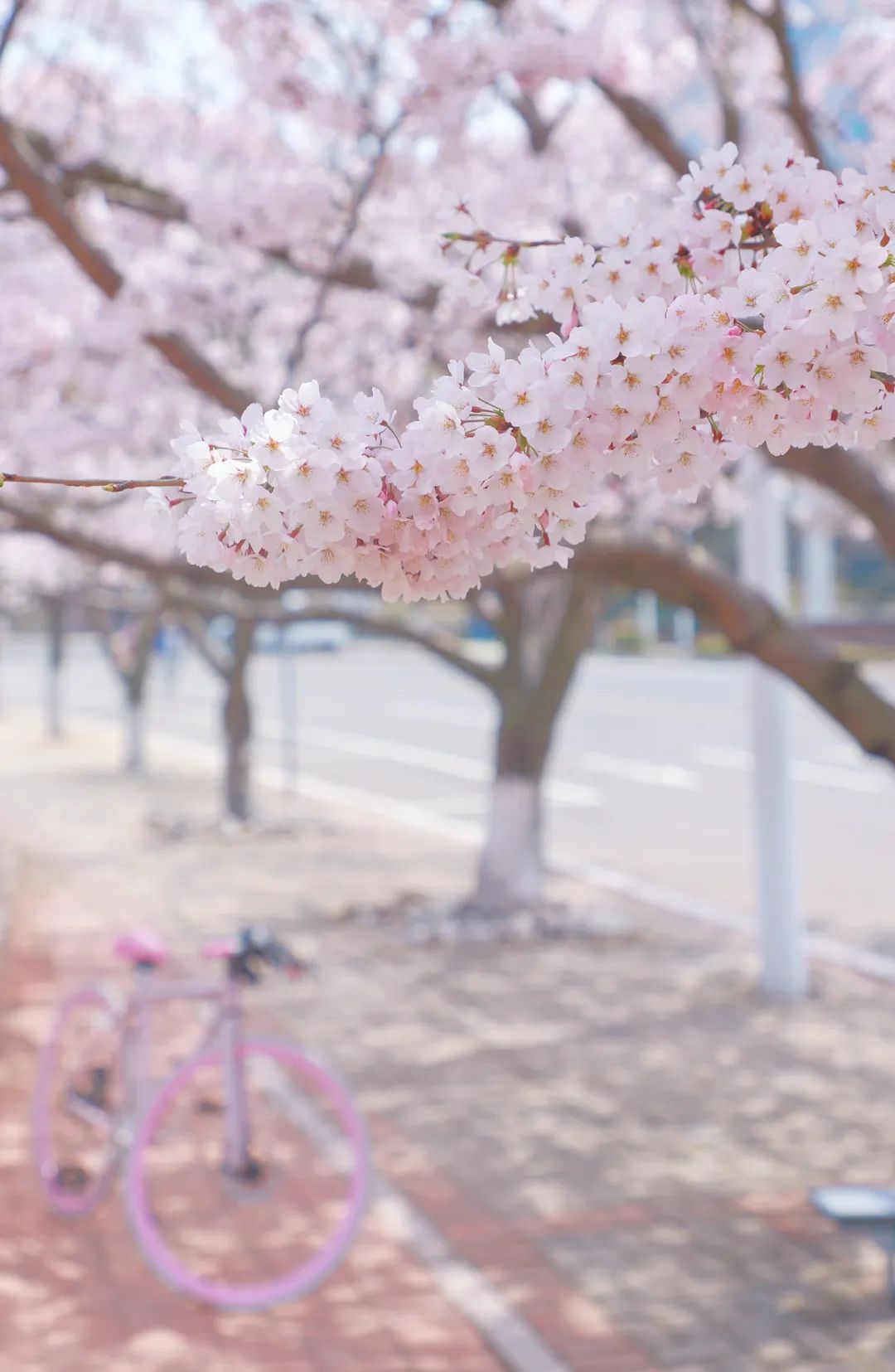 海大樱花,开啦!
