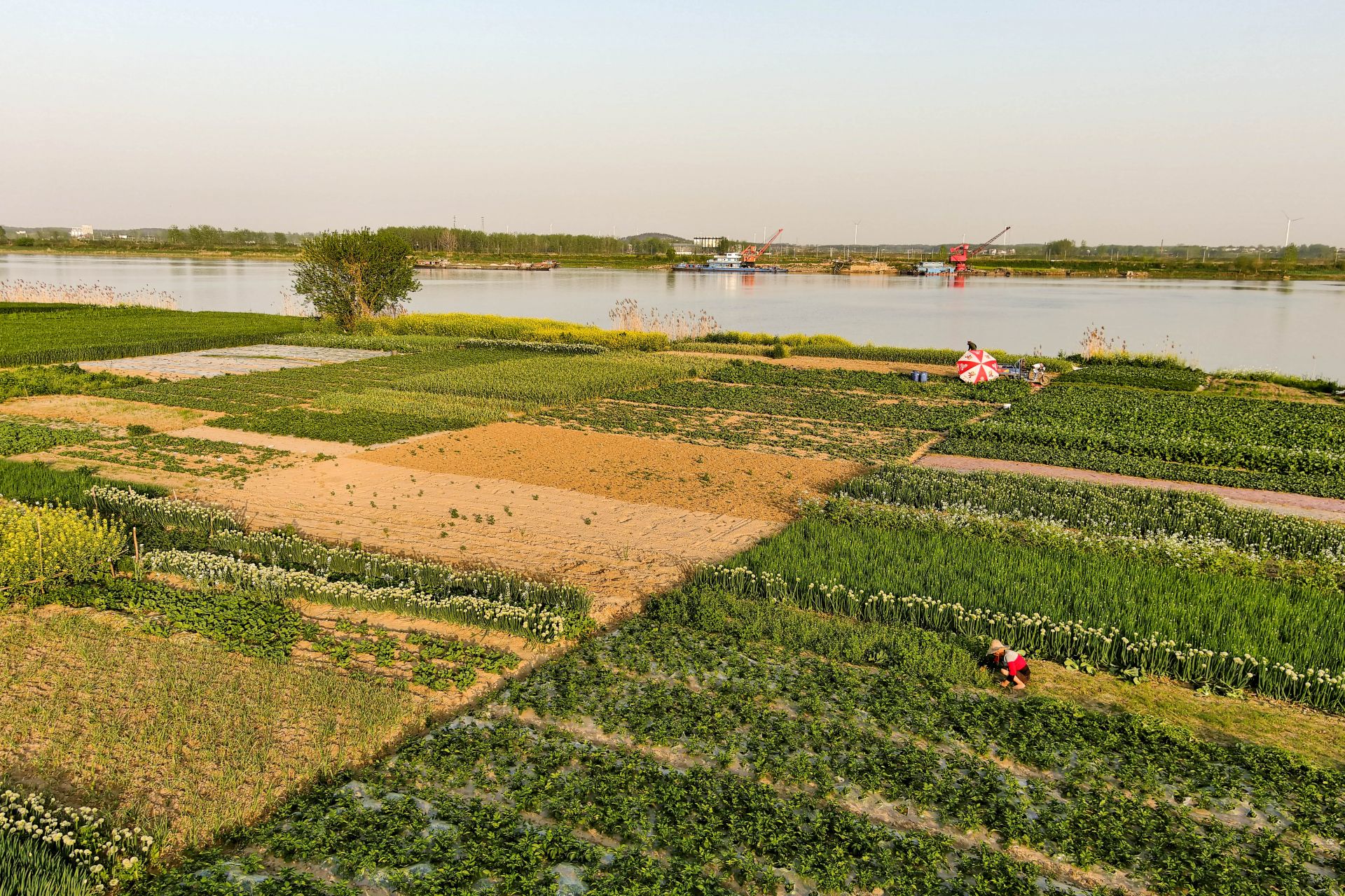 4月10日,五河县头铺镇郜台村农民在利用春暖季节抓紧栽种蔬菜