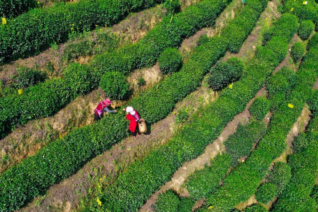 茶农在黄山市黄山区猴坑村太平猴魁生态茶园内采摘鲜叶。摄影/中新社 方也亚磊