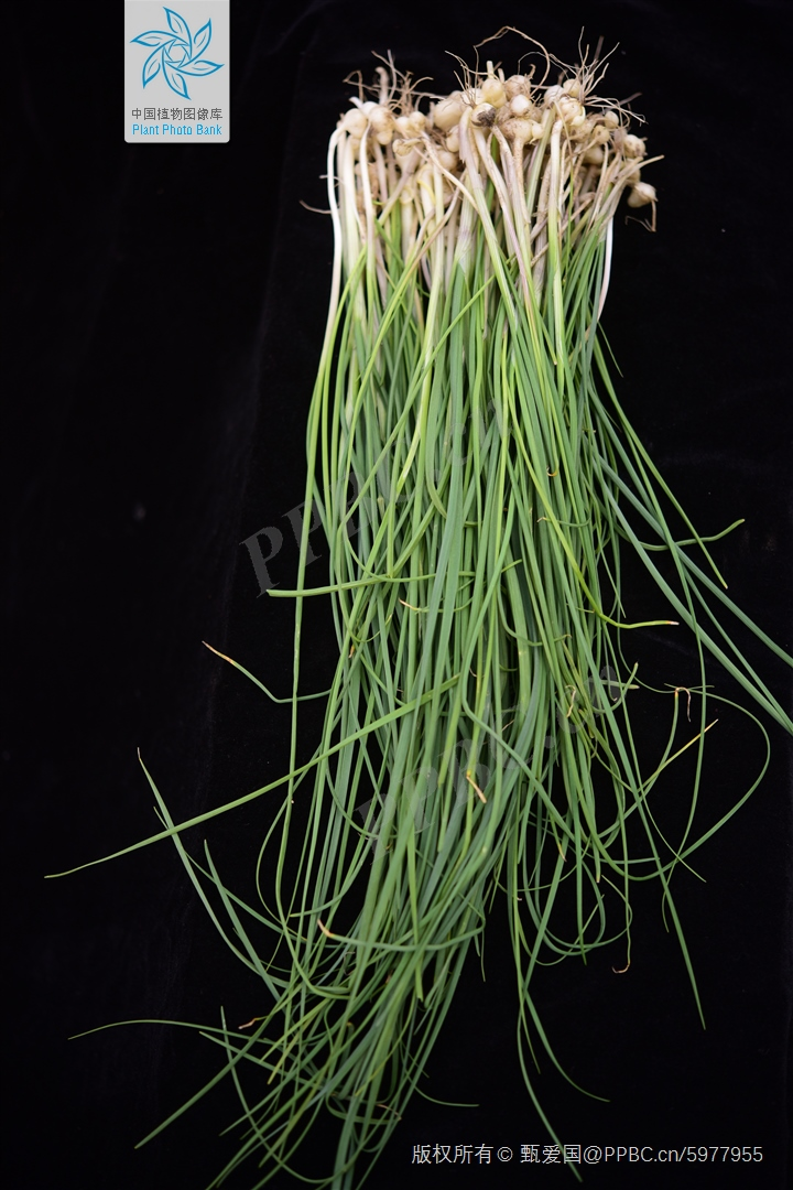 薤白植株(图片来源:中国植物图像库)