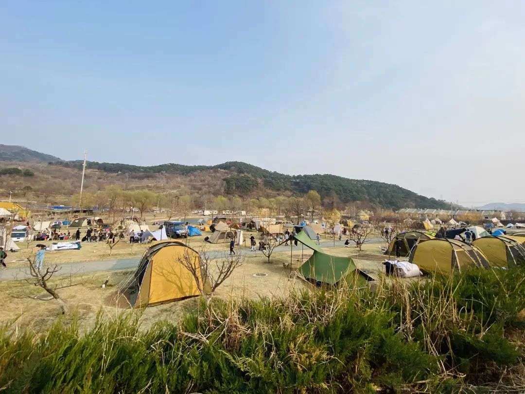 日光山谷拥挤的帐篷和稀疏的草坪 ，受访者供图