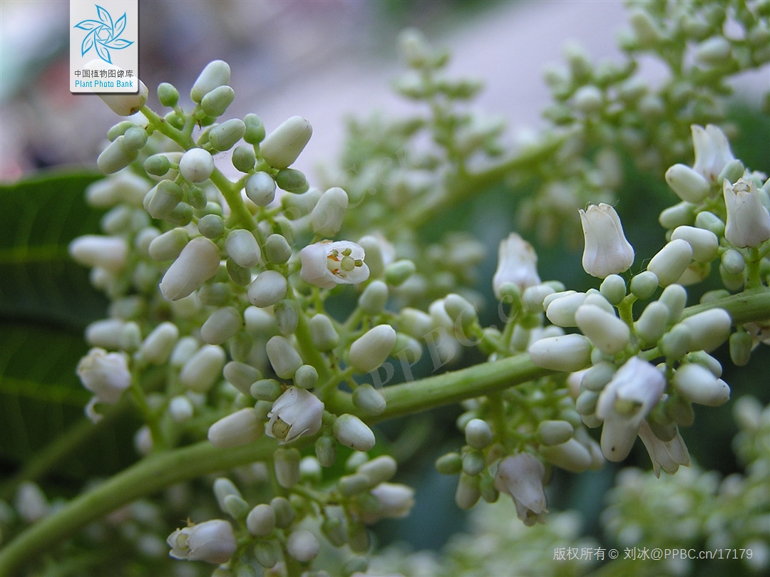 香椿的花(图片来源:中国植物图像库)