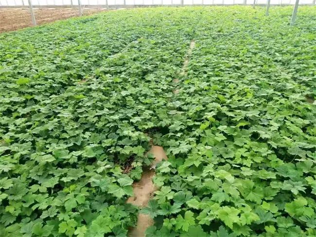 云南白药战投上海医药系列报道之Ⅱ推动中医药产业发展上台阶