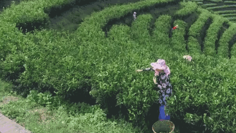 脱贫离不开每一位努力奋斗的凤凰人。