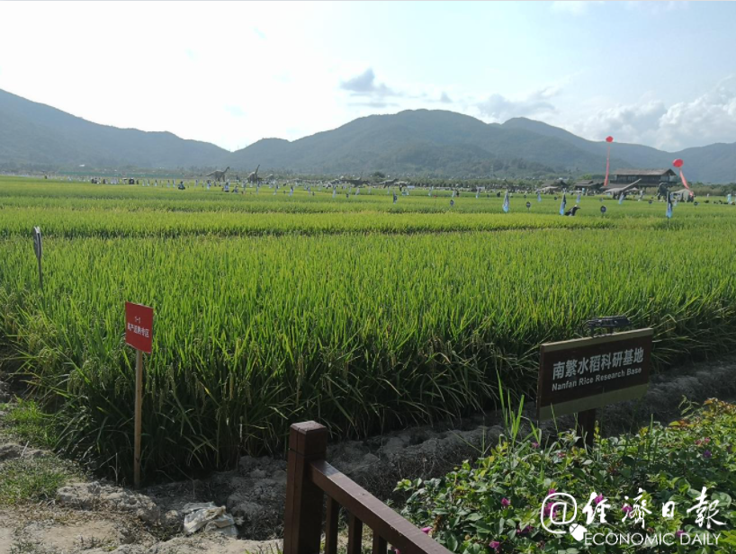 海南三亚的水稻国家公园南繁水稻科研基地，正进行众多水稻新品种的展示和试验。来源：经济日报记者乔金亮