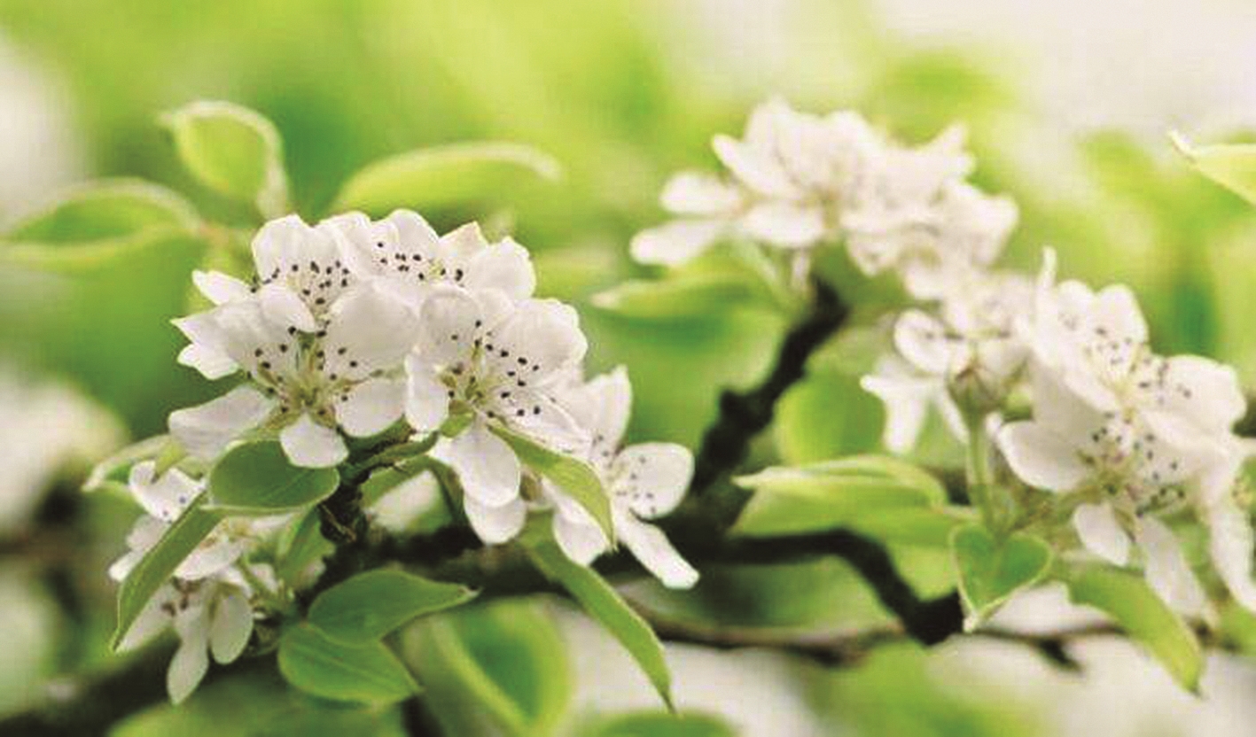 梨花树下的祖母 新浪财经 新浪网