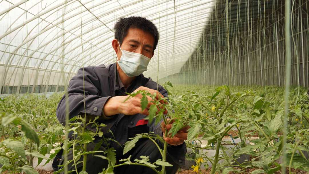 石家庄市平山县西柏坡镇北庄村村民在蔬菜大棚内给西红柿打叉掐尖.